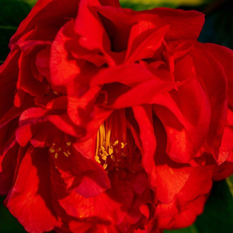 Celtic Irish Folk Village - 凯尔特爱尔兰民俗村 Celtic Irish Folk Village - 凯尔特爱尔兰民俗村