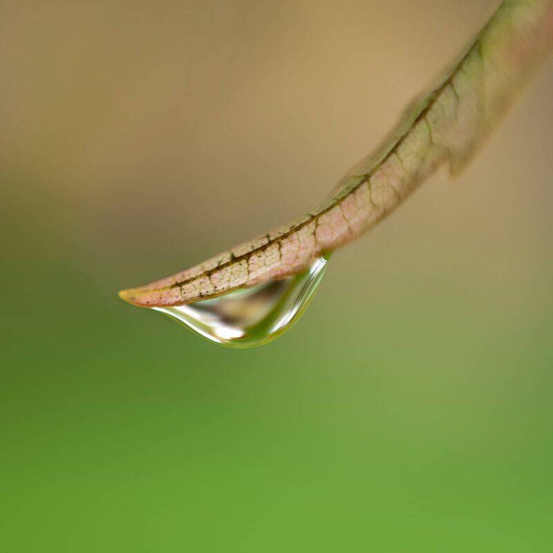 植物精华