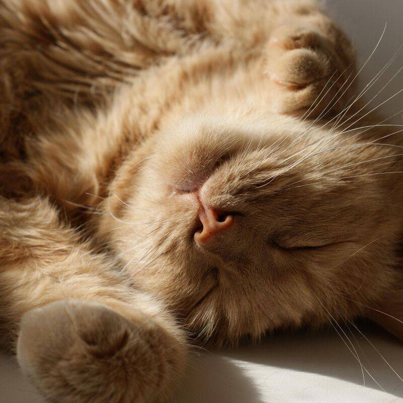 尤克里里拍手马林巴 - Little Ones Loop